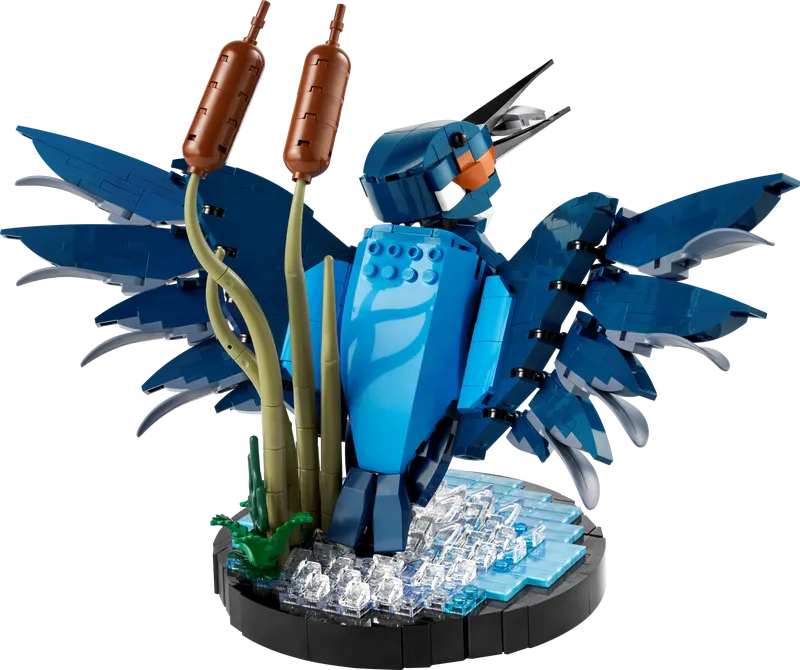 Kingfisher Bird