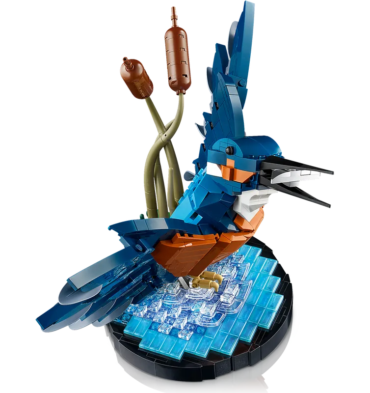 Kingfisher Bird