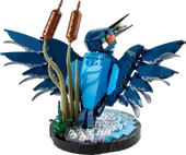 Kingfisher Bird