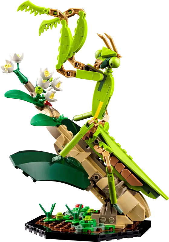 The Insect Collection