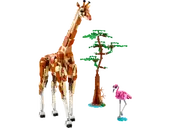 Wild Safari Animals