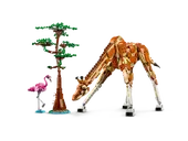Wild Safari Animals
