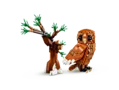 Forest Animals: Red Fox