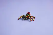 Wild Animals: Surprising Spider