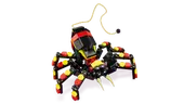 Wild Animals: Surprising Spider