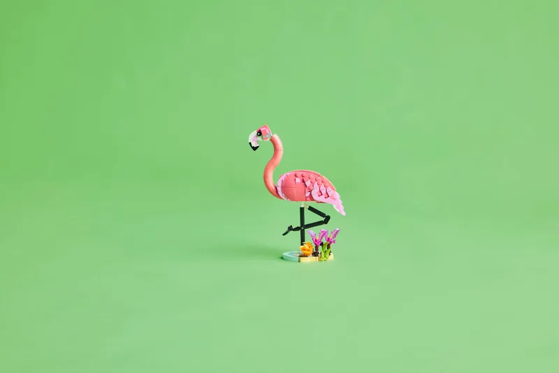 Wild Animals: Pink Flamingo