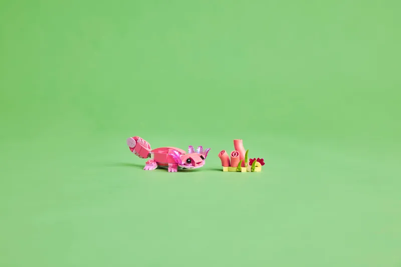 Wild Animals: Pink Flamingo